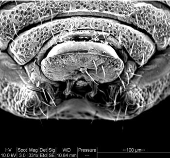 Media type: image;   Invertebrate Zoology 134641